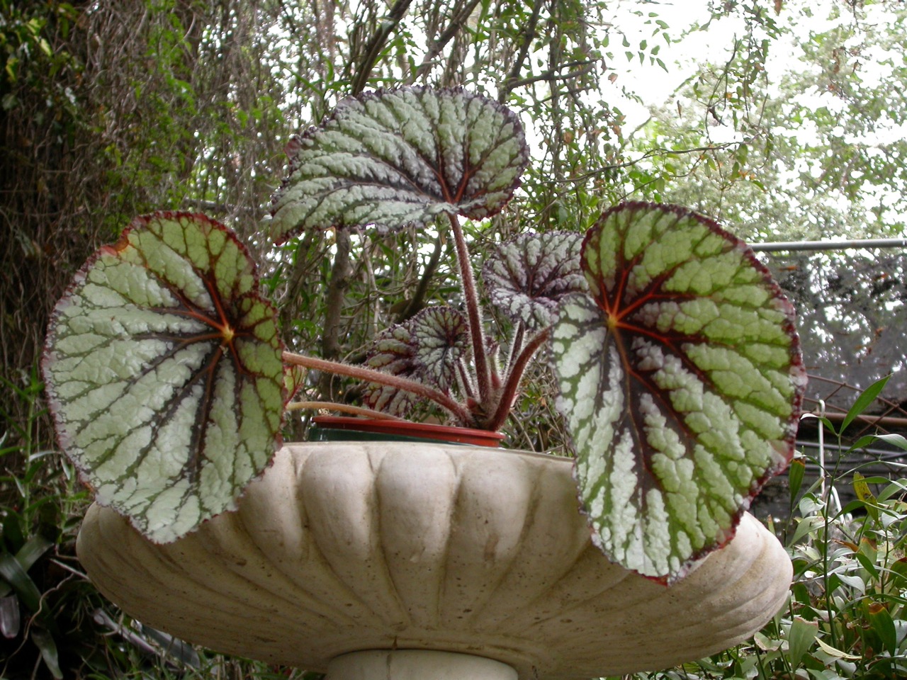 B. ‘Carnot’